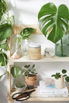 Silky organic magnesium lotion in a glass jar with a metal lid, infused with lavender and shea for soothing hydration.