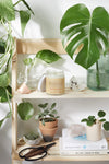 Smooth organic magnesium lotion in a glass jar, blended with lavender and shea for hydrated, calm skin before bedtime.