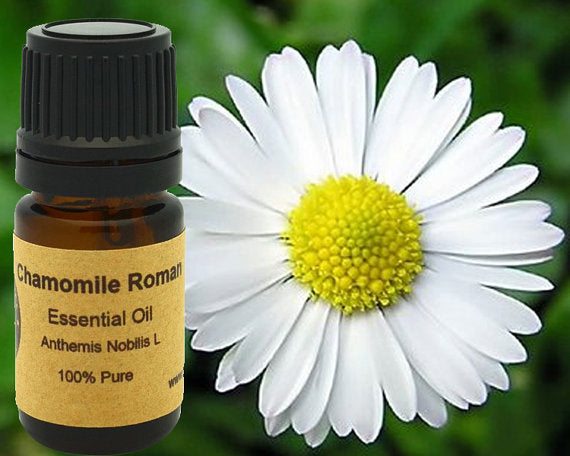 Delicate Chamomile Roman Essential Oil in 5ml, 10ml, or 15ml glass bottles, evoking a calming apple-and-straw aroma.